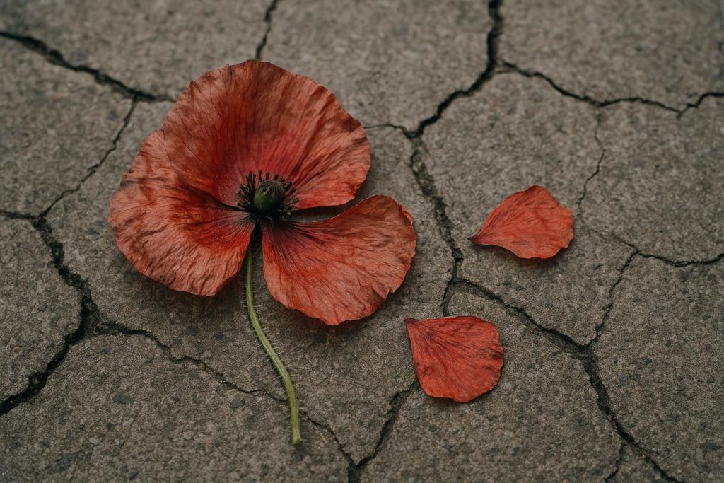 Concerns grow over future of Royal British Legion’s Poppy Appeal amid volunteer decline and politicisation