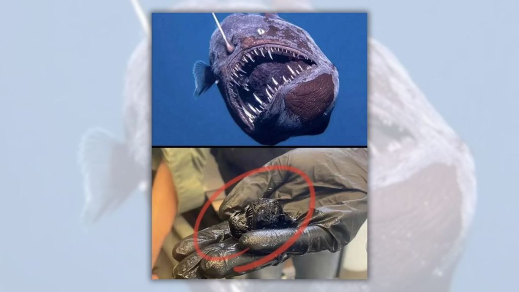 Deep-Sea Anglerfish Photo Goes Viral, Revealing Rare Palm-Sized Specimen